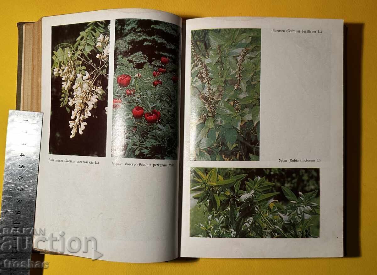 Auction Old Book Herbs in Bulgaria and Their Use Ivan Isaev Auction Old Book Herbs in Bulgaria and Their Use Ivan Isaev