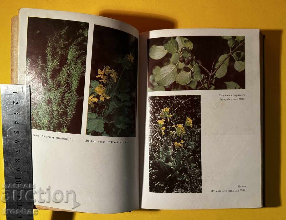 Old Book Herbs in Bulgaria and Their Use Ivan Isaev - 7 Old Book Herbs in Bulgaria and Their Use Ivan Isaev - 7