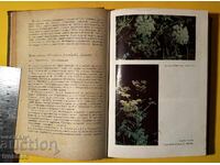 Old Book Herbs in Bulgaria and Their Use Ivan Isaev