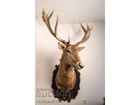 Deer skull with real antlers, not shed antlers. Golden metal