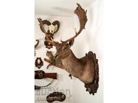 Elk with shovel antlers, non-standard color, brown /black/ selective hunting