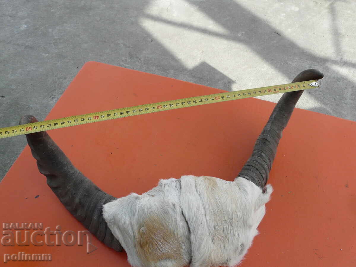 Pereche de coarne de bivol cu preț 60.00 BGN | € 30.68