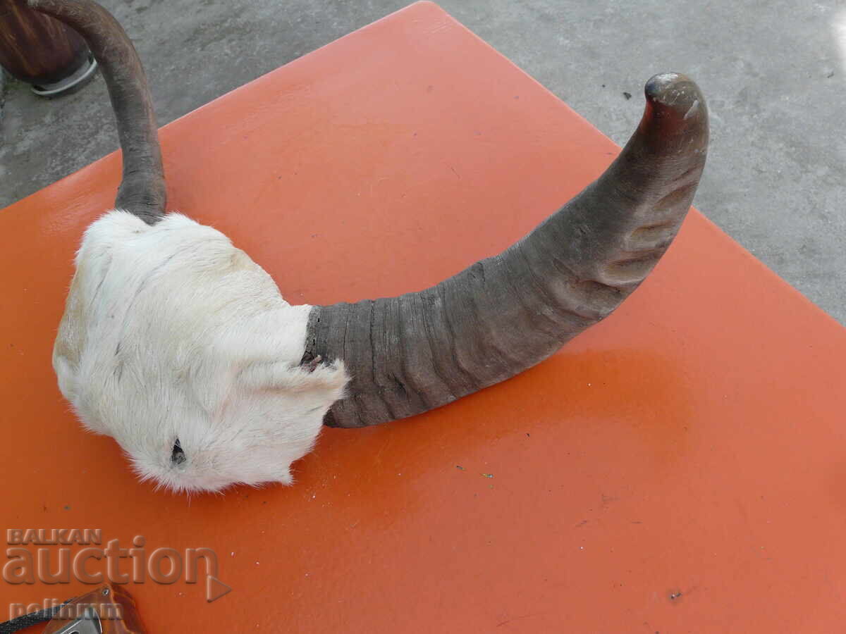 Licitație Pereche de coarne de bivol