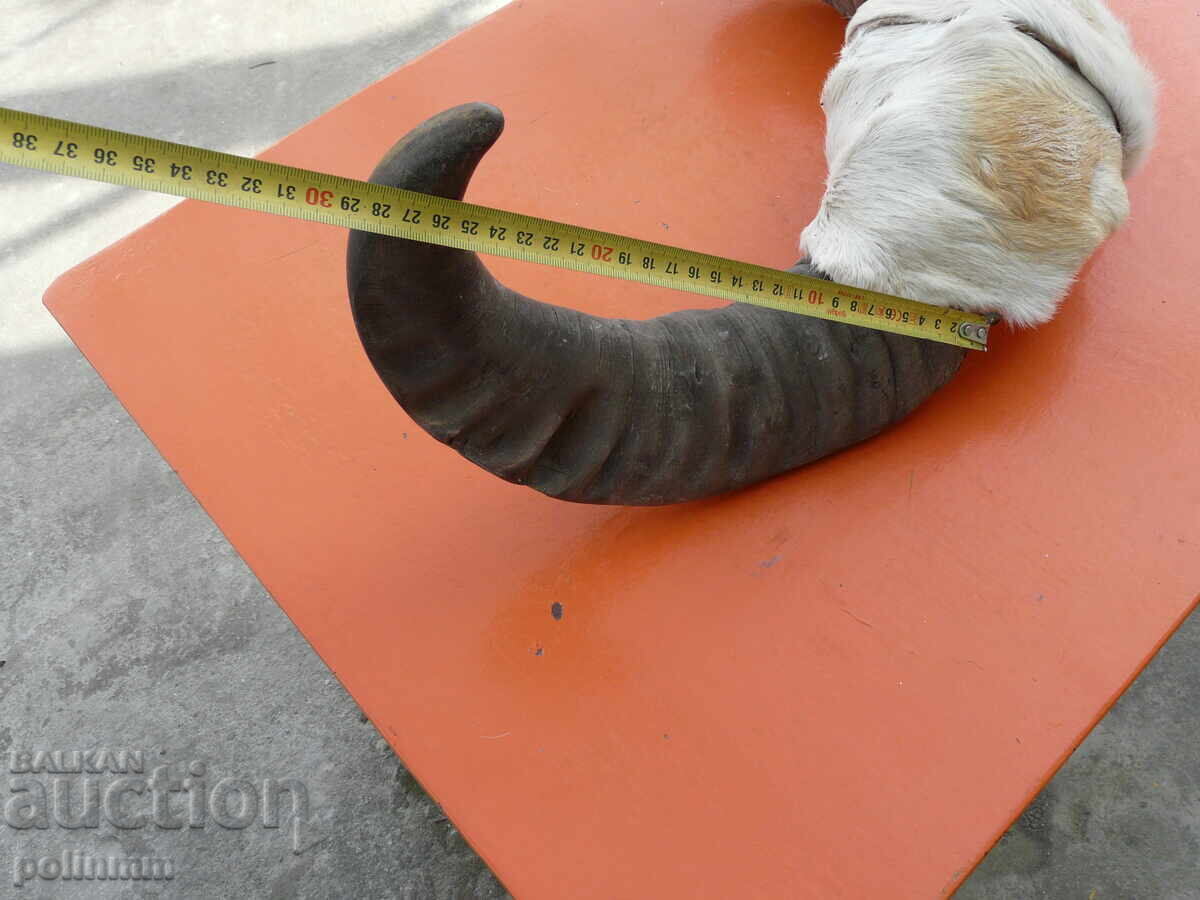 Livrarea Pereche de coarne de bivol