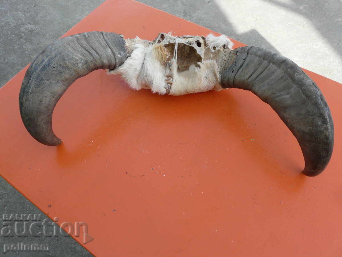 Pereche de coarne de bivol - 5