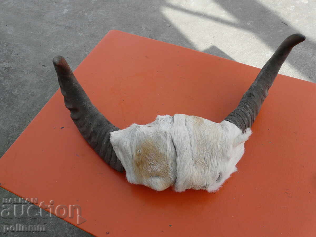 Pereche de coarne de bivol