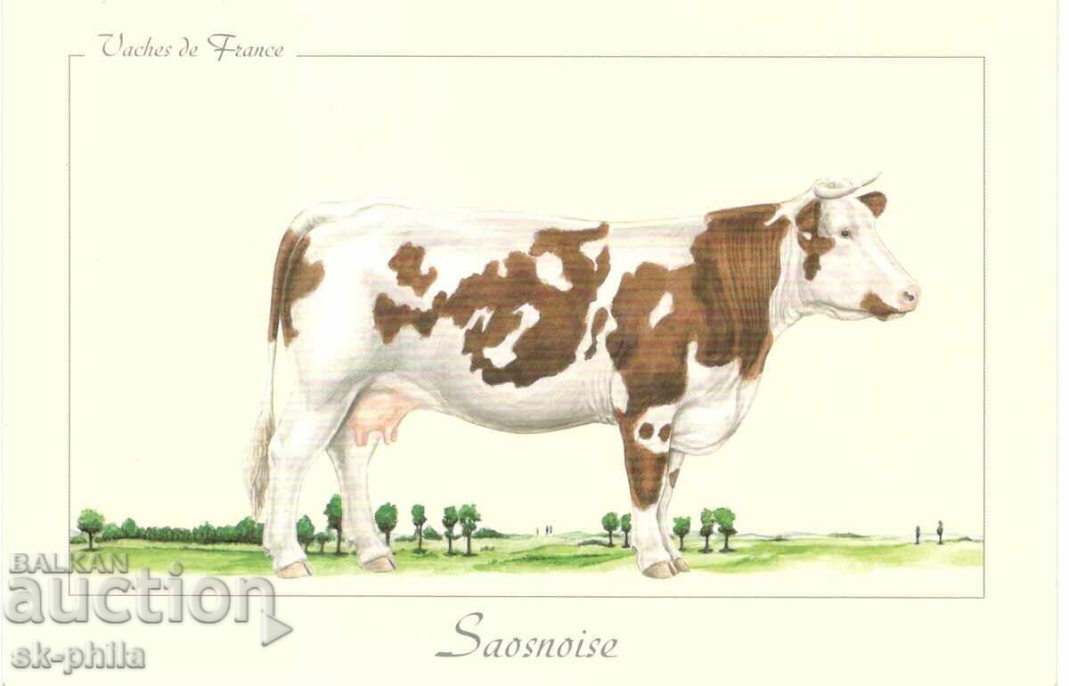 Παλιά καρτ ποστάλ - πανίδα - Αγελάδα Παλιά καρτ ποστάλ - πανίδα - Αγελάδα