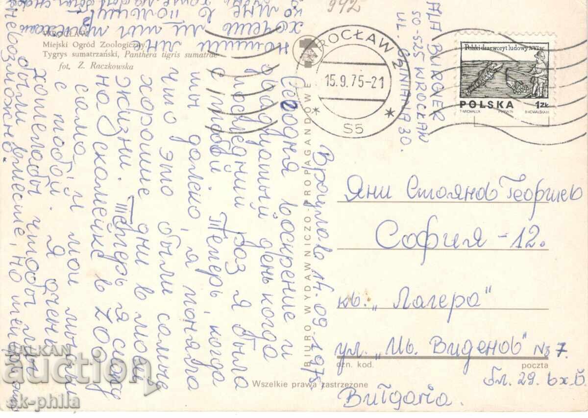 Стара картичка - фауна - Тигърче с цена 0.90 лв. | € 0.46