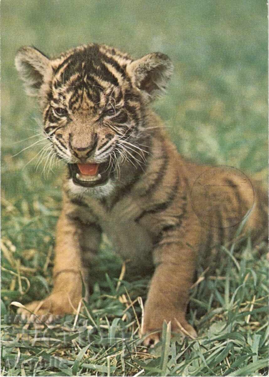 Стара картичка - фауна - Тигърче
