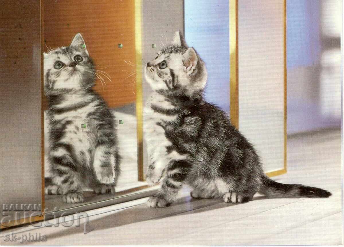 Old postcard - fauna - Kitten in front of the mirror