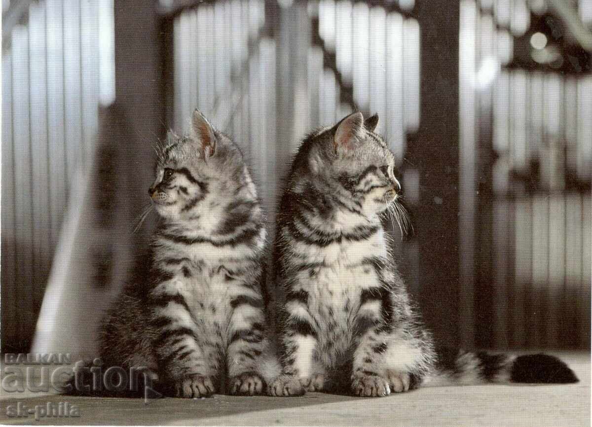 Carte poștală veche - faună - Pisoi