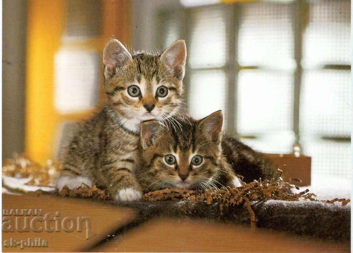 Carte poștală veche - faună - Pisoi