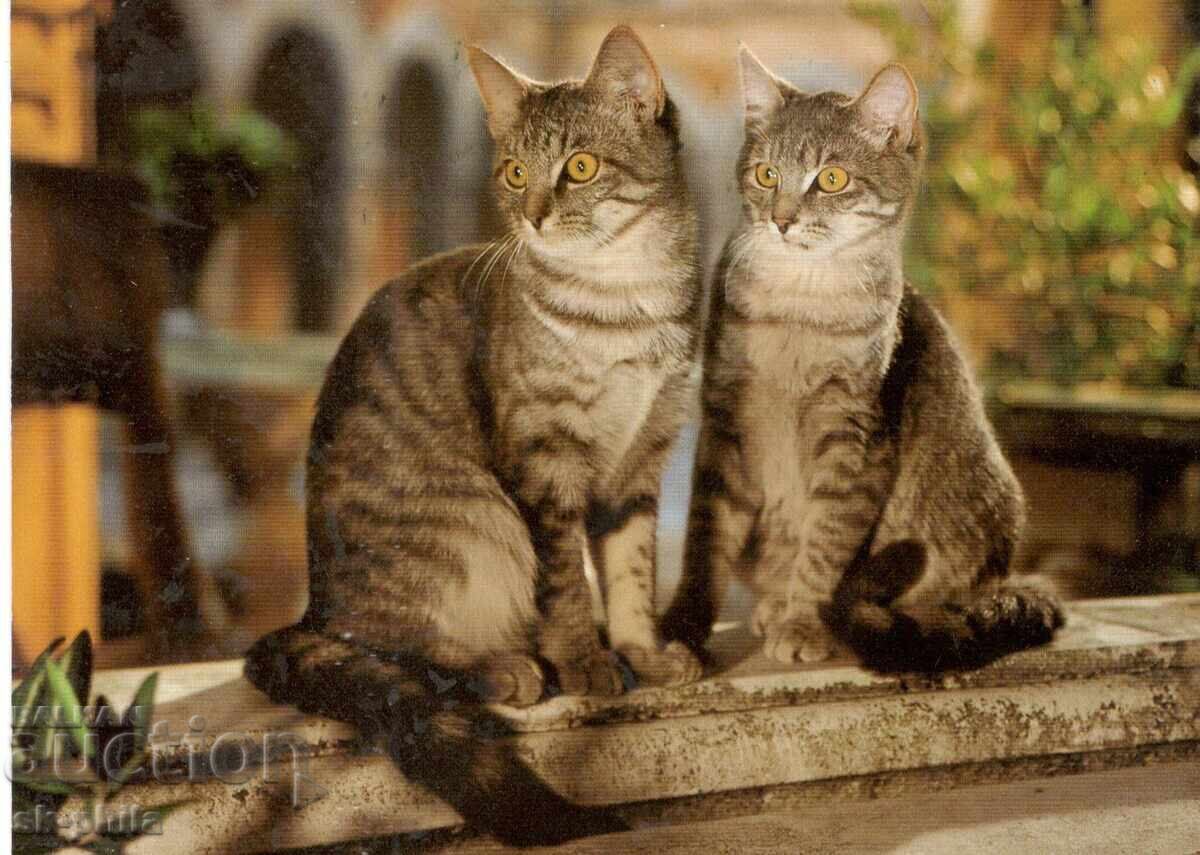 Carte poștală veche - faună - Pisoi Carte poștală veche - faună - Pisoi