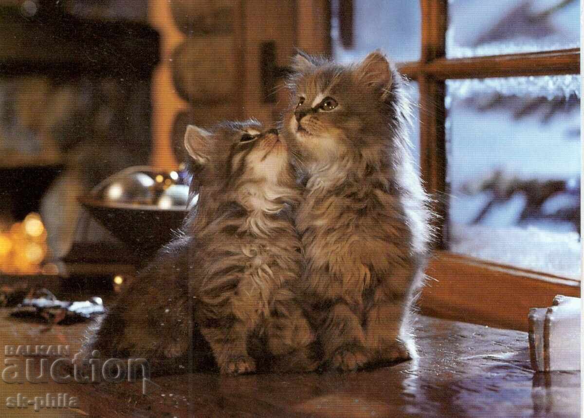 Carte poștală veche - faună - Pisoi Carte poștală veche - faună - Pisoi