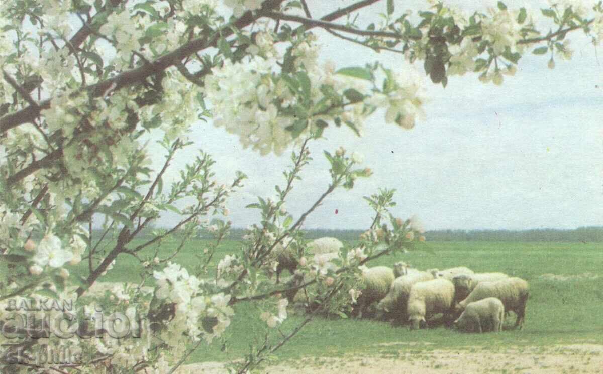 Old postcard - fauna - Sheep grazing