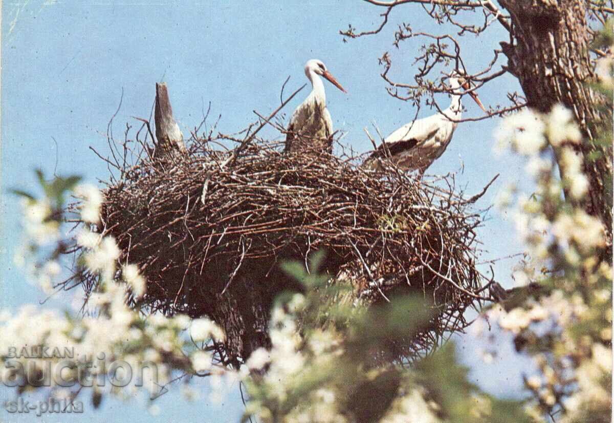 Παλιά καρτ ποστάλ - πανίδα - Πελαργοί Παλιά καρτ ποστάλ - πανίδα - Πελαργοί