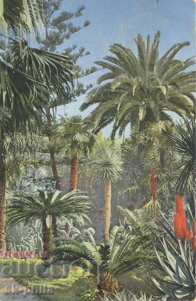 Стара картичка - Сан Ремо - в околностите