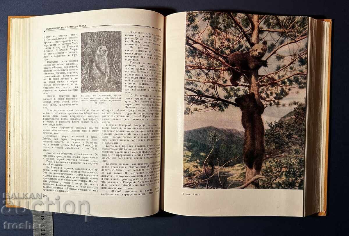 Old Children's Encyclopedia Book 1958 - 5 Old Children's Encyclopedia Book 1958 - 5