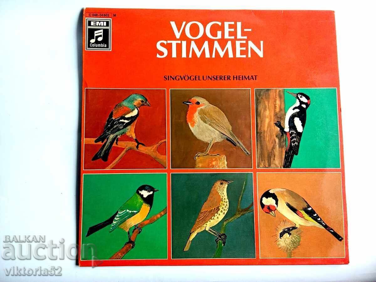 Disc mare de gramofon