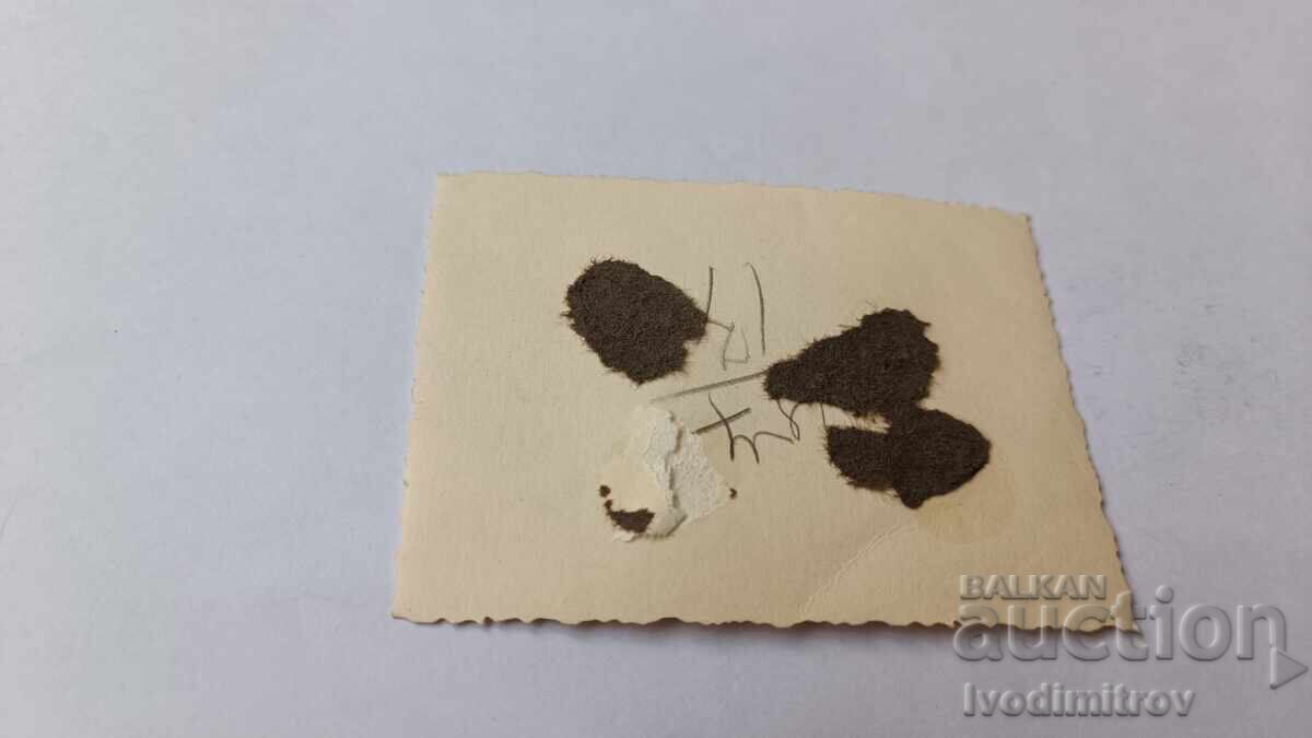 Photo Sofia Three young people on a walk with price 2.35 BGN | € 1.20 Photo Sofia Three young people on a walk with price 2.35 BGN | € 1.20