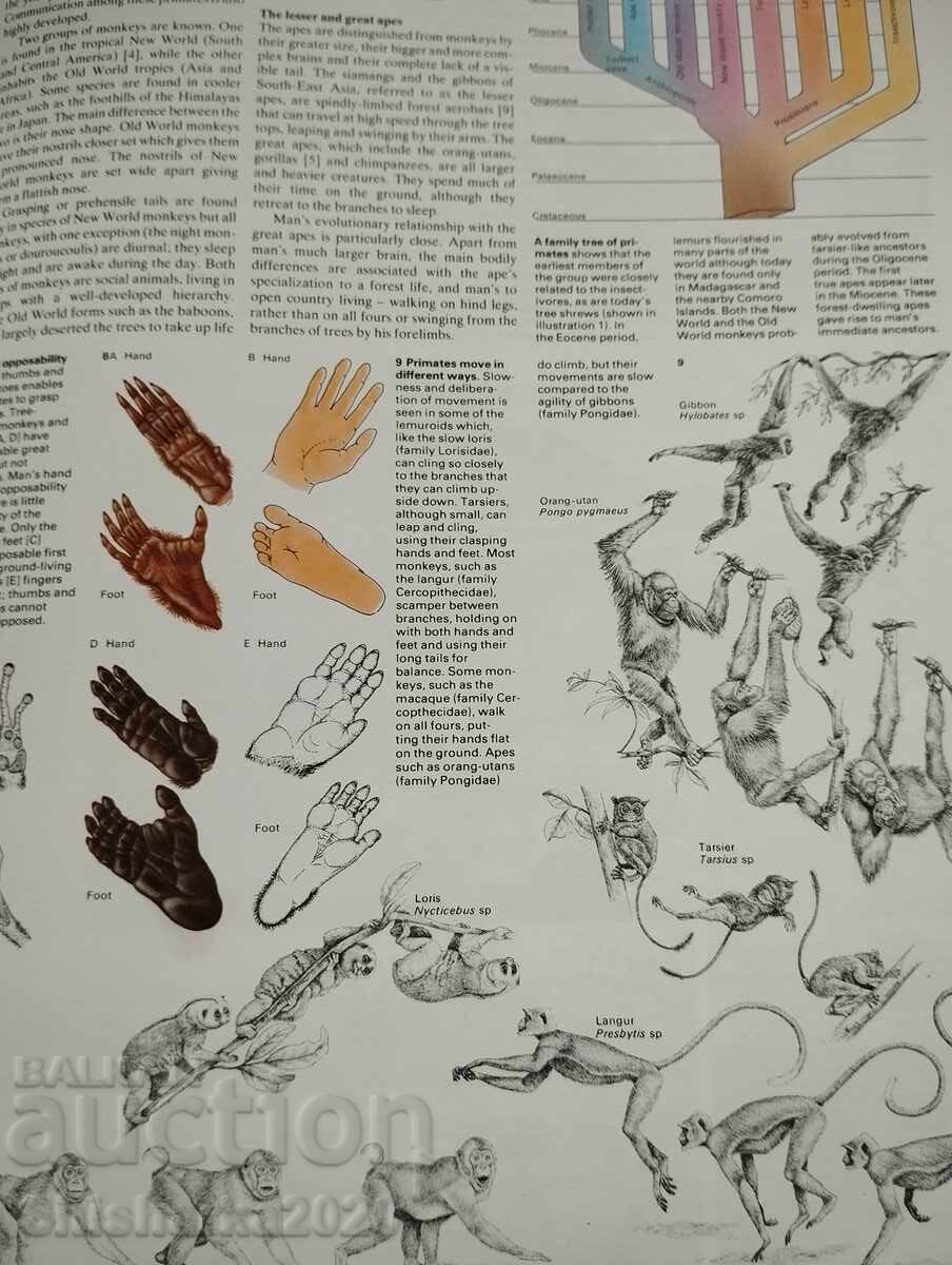 The Natural World - 5