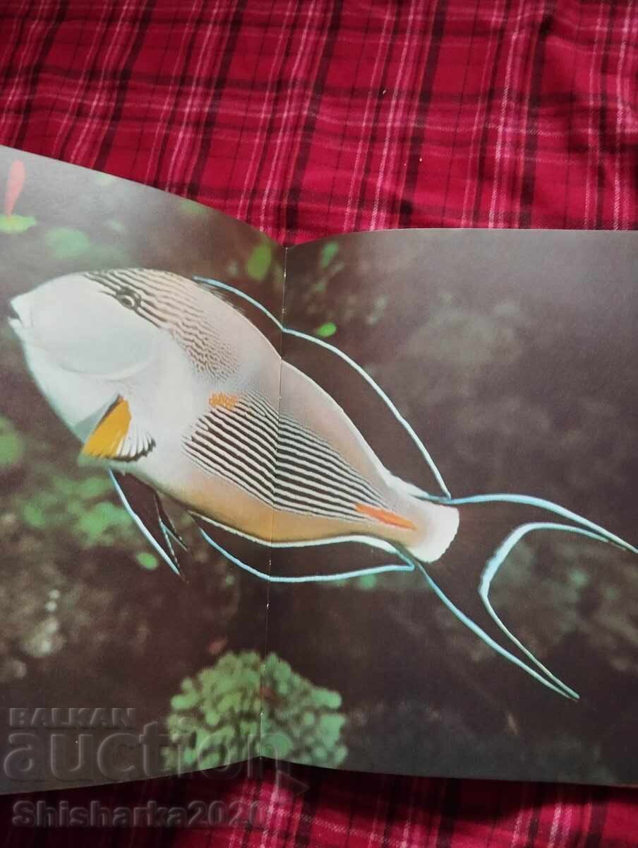 Auction  Large Dictionary of Animals