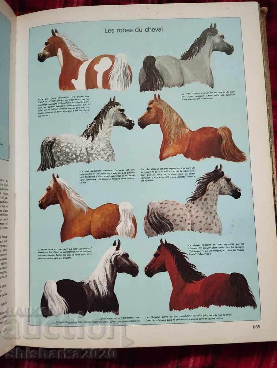 Large Dictionary of Animals - 6