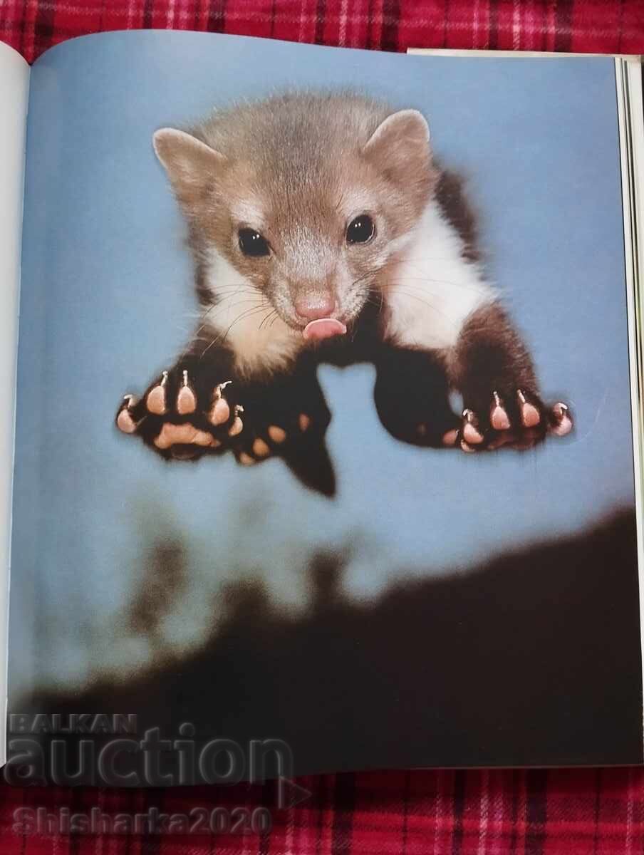 Licitație Fotografie pe niveluri