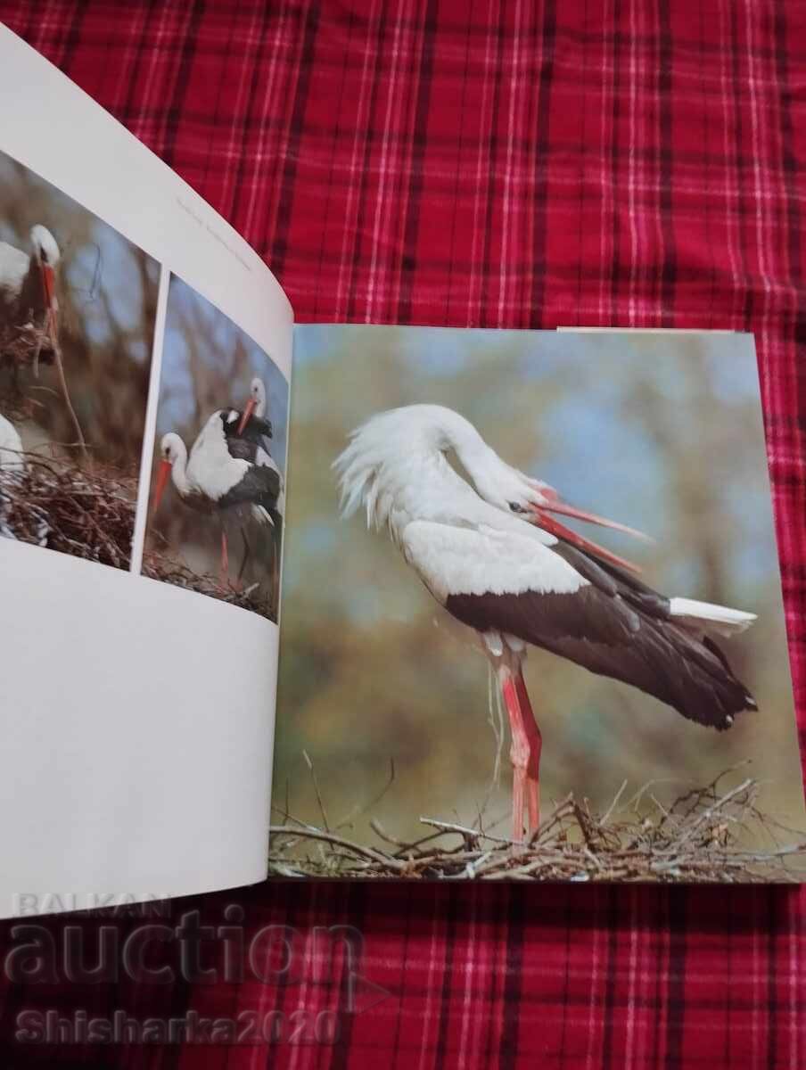 Livrarea Fotografie pe niveluri