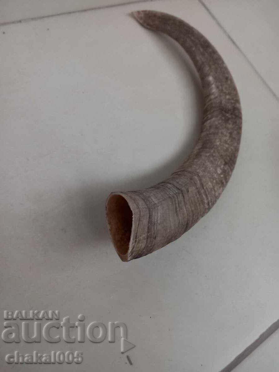 голям рог за барутница с цена € 10.00 | 19.56 лв.