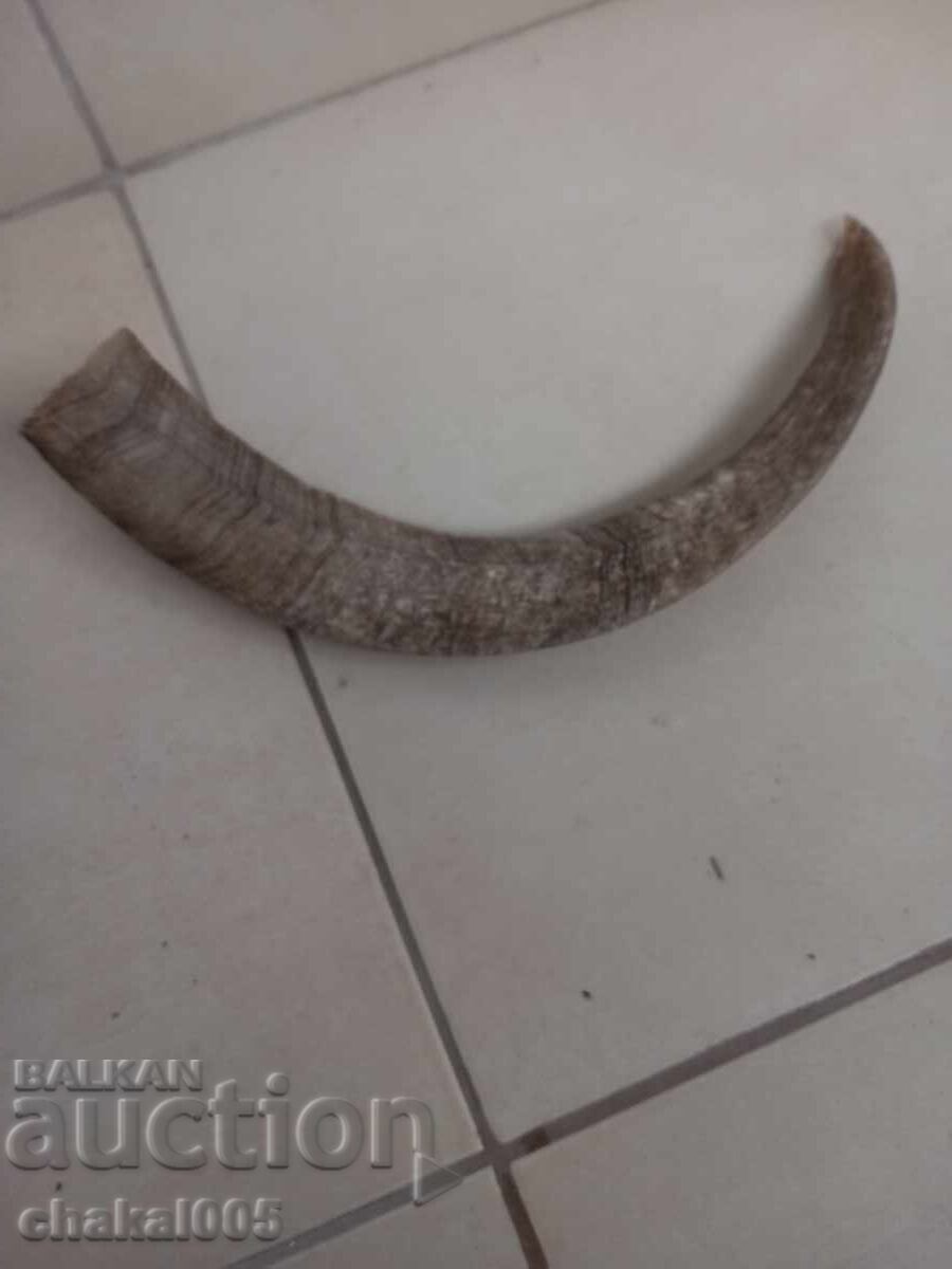 Mare corn pentru butoiaș de praf de pușcă
