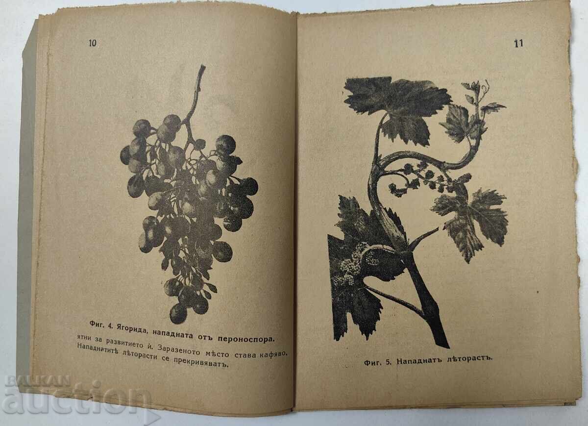 Delivery of 1937 Instructions for Fighting Diseases and Pests in the Vine