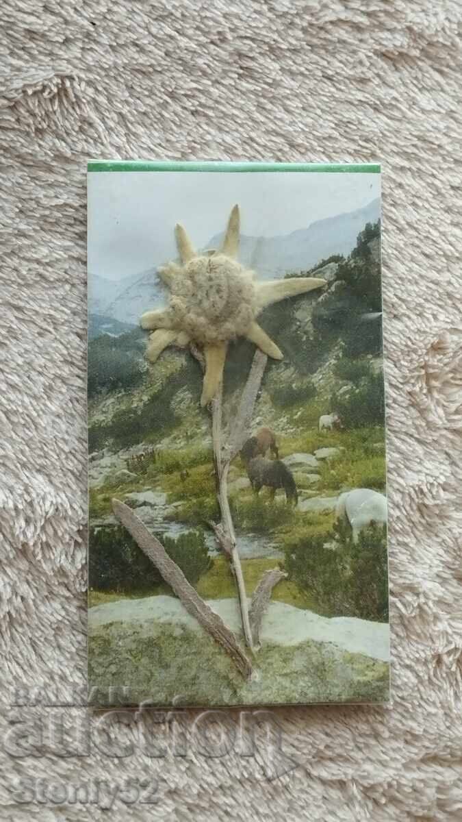 Souvenir herbarium of Edelweiss flower