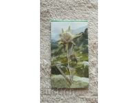 Σουβενίρ χερμπάριο με λουλούδι Εντελβάις