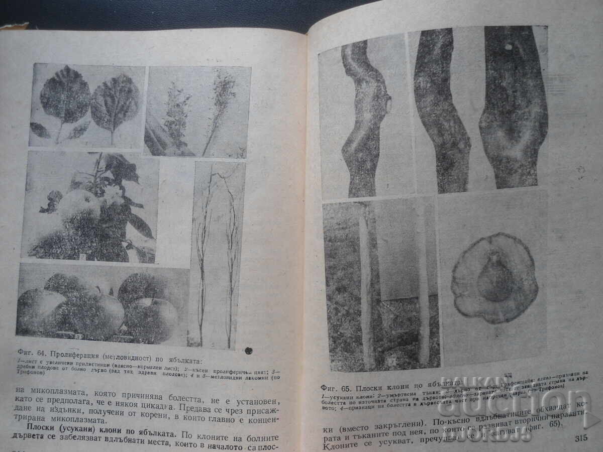 Diseases and enemies of fruit tree species - 5