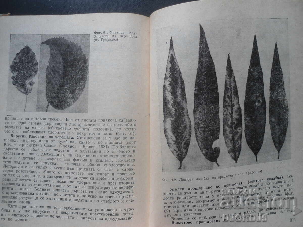 Diseases and enemies of fruit tree species - 6