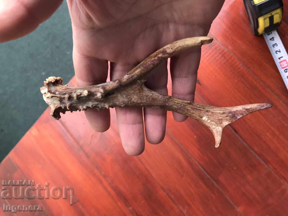 РОГ СРЪНДАК СЪРАНДАК ЗА ДРЪЖКА НА НОЖ ИЛИ УКРАСА с цена 13.00 лв. | € 6.65 РОГ СРЪНДАК СЪРАНДАК ЗА ДРЪЖКА НА НОЖ ИЛИ УКРАСА с цена 13.00 лв. | € 6.65