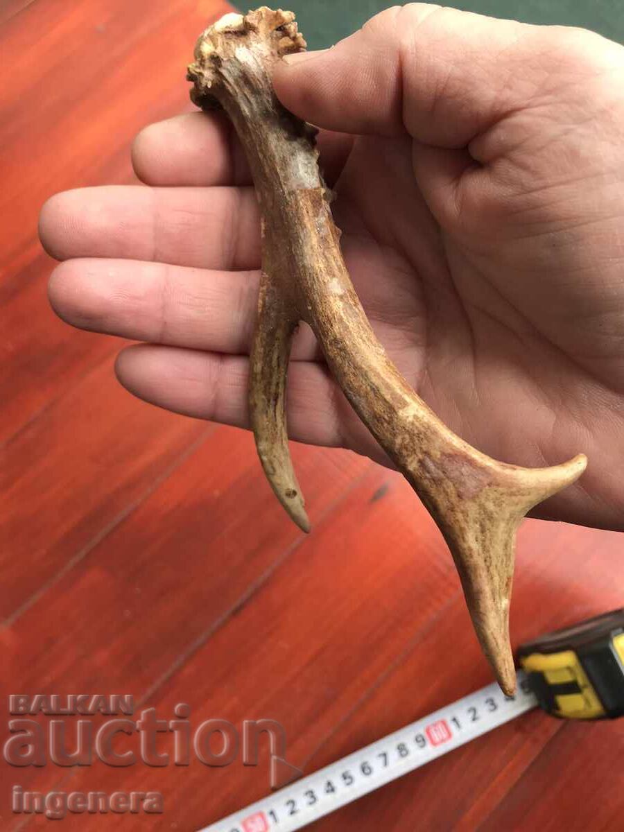 Аукцион РОГ СРЪНДАК СЪРАНДАК ЗА ДРЪЖКА НА НОЖ ИЛИ УКРАСА Аукцион РОГ СРЪНДАК СЪРАНДАК ЗА ДРЪЖКА НА НОЖ ИЛИ УКРАСА