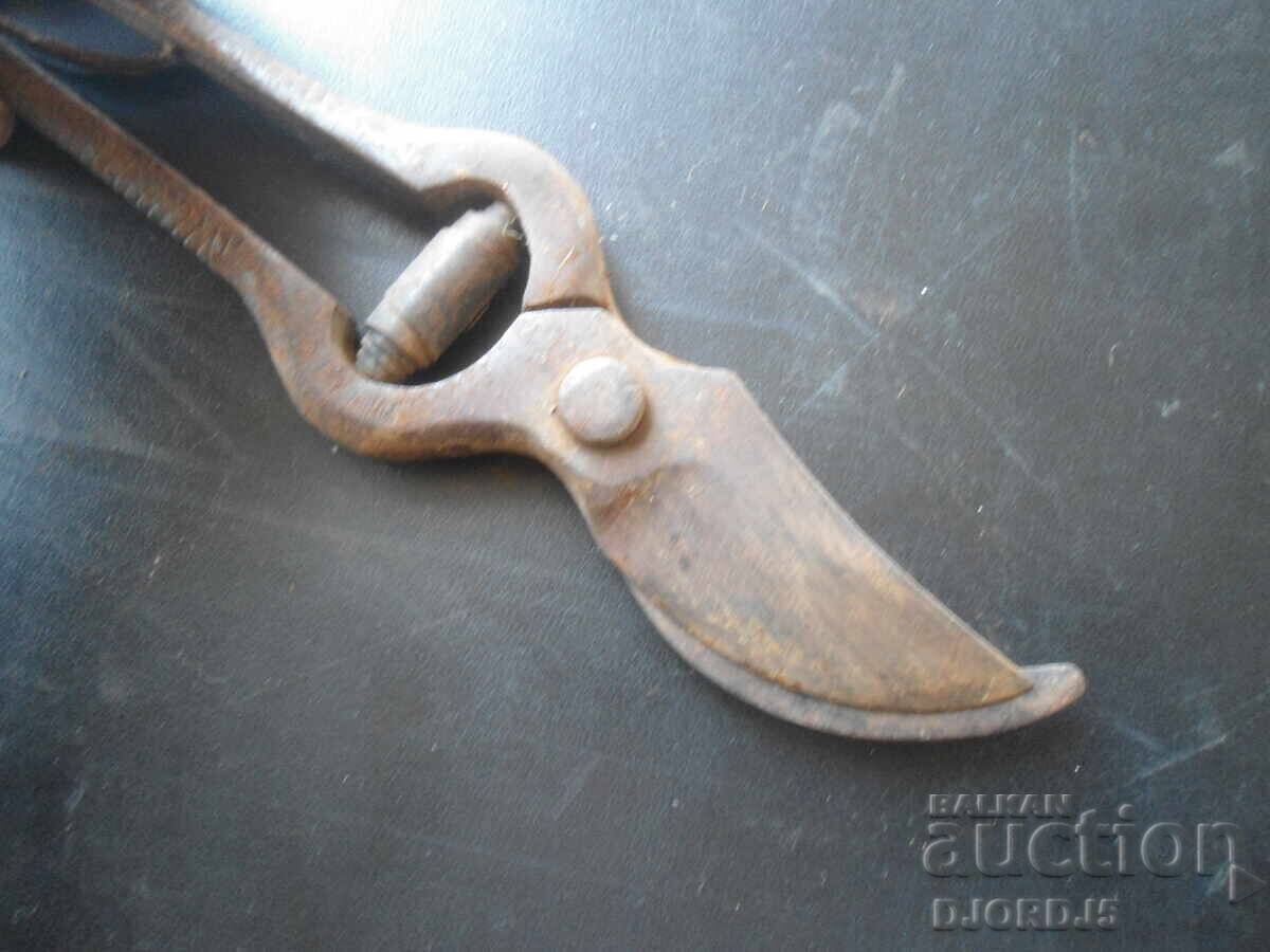 Delivery of Old vine shears