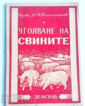 Îngrășare porci H. Platikanov