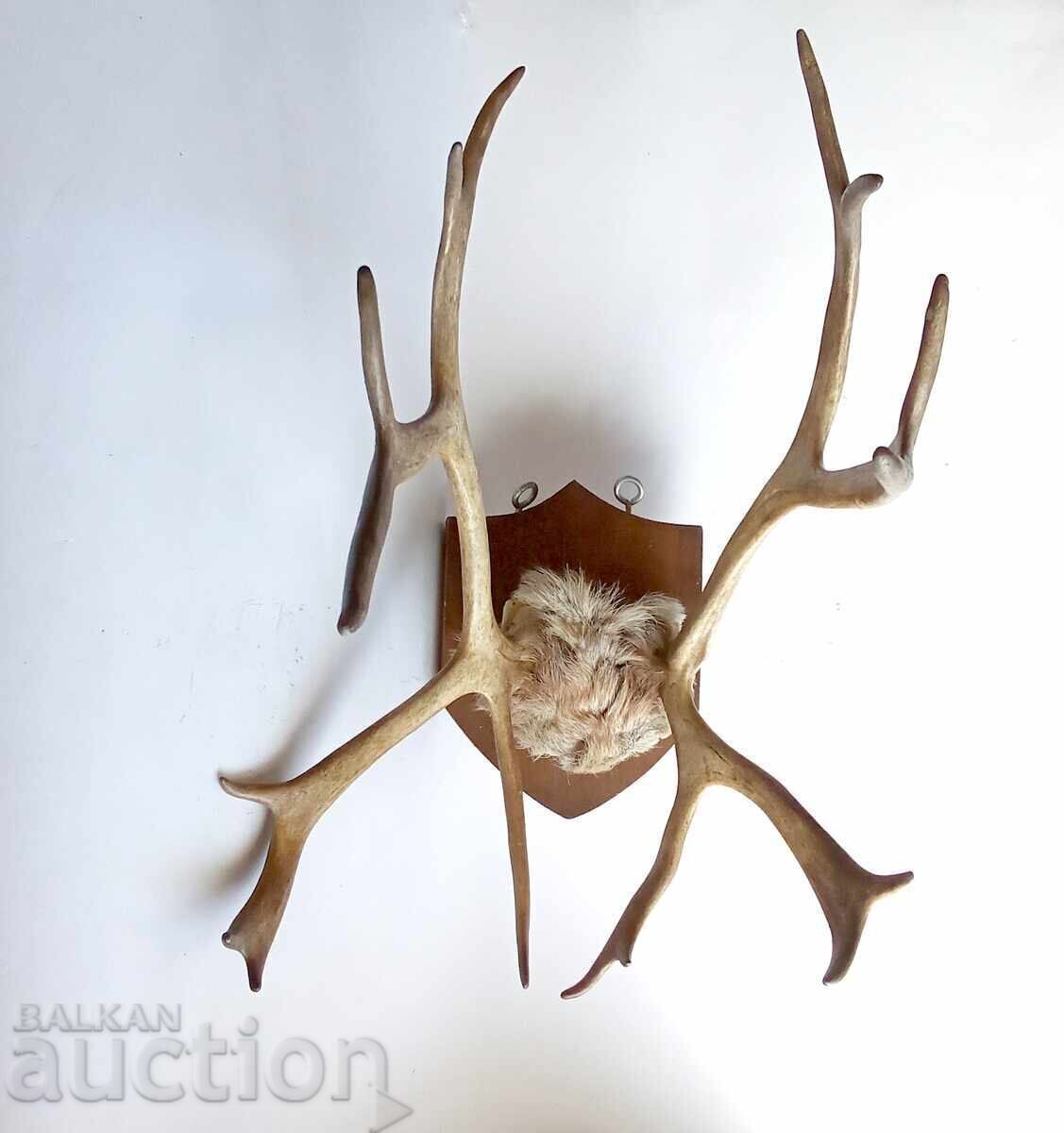 Old deer antlers trophy with price 155.00 BGN | € 79.25 Old deer antlers trophy with price 155.00 BGN | € 79.25