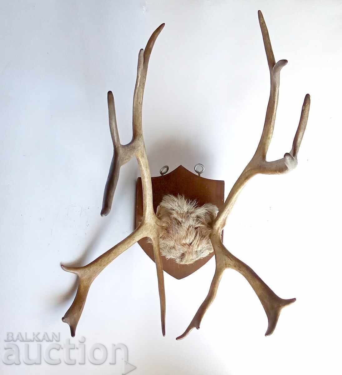 Auction Old deer antlers trophy Auction Old deer antlers trophy