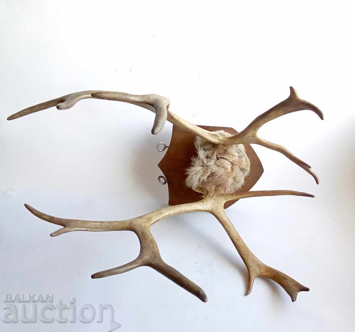 Delivery of Old deer antlers trophy Delivery of Old deer antlers trophy