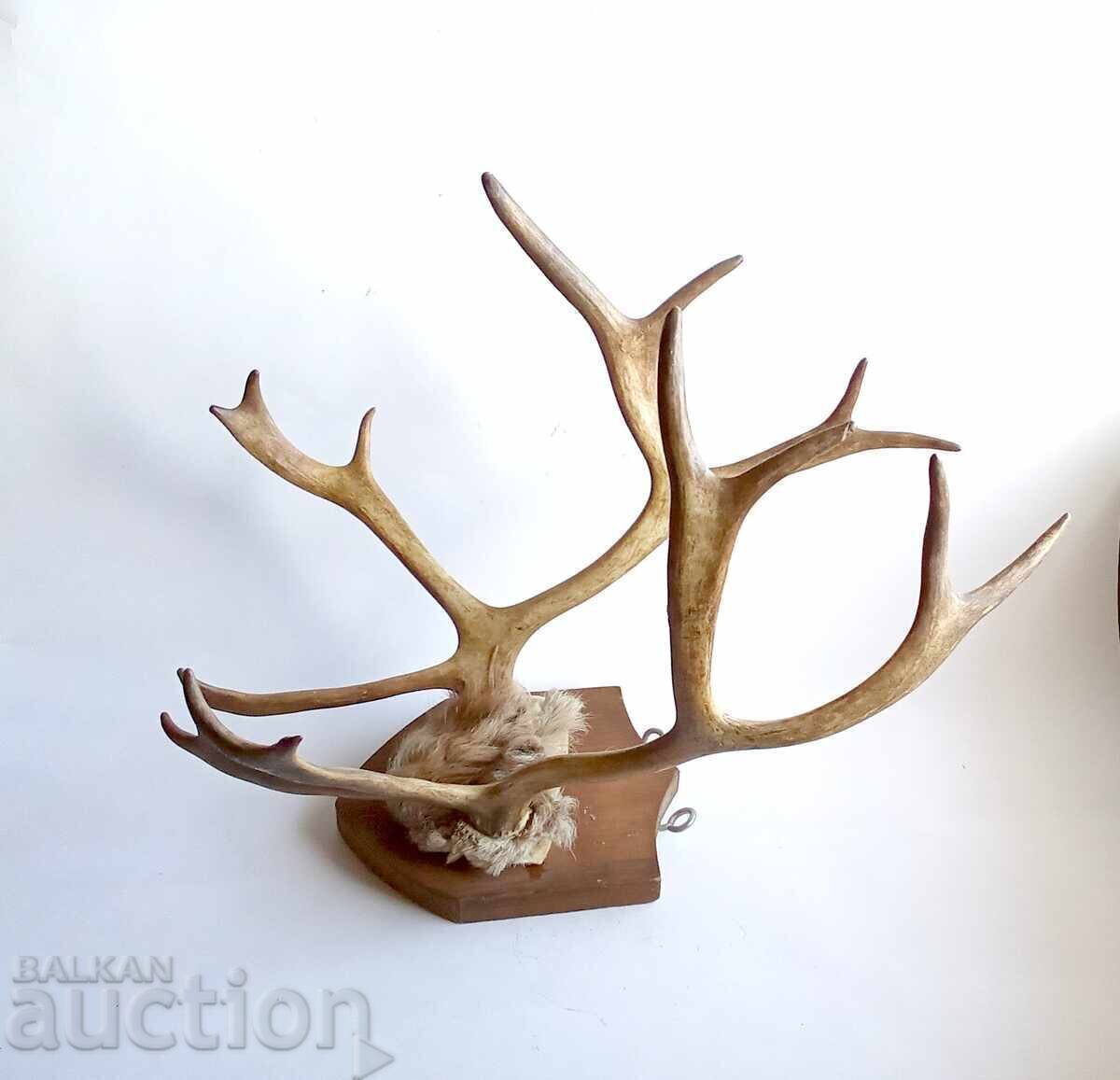 Old deer antlers trophy - 5 Old deer antlers trophy - 5