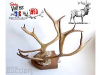 Trofeu vechi de coarne de cerb