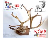 Old deer antlers trophy