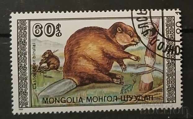 Μογγολία Πανίδα Μογγολία Πανίδα
