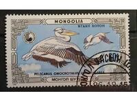 Πανίδα/Πουλιά της Μογγολίας
