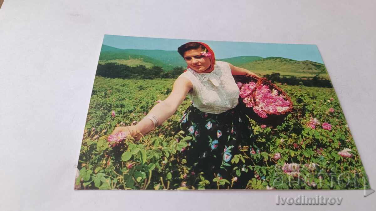 Пощенска картичка Розобер