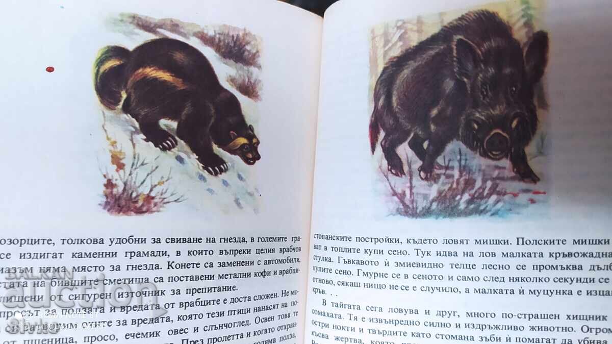 Kaleidoscope of Nature, A. Kalecki, First Edition, Very Good with price 1.99 BGN | € 1.02